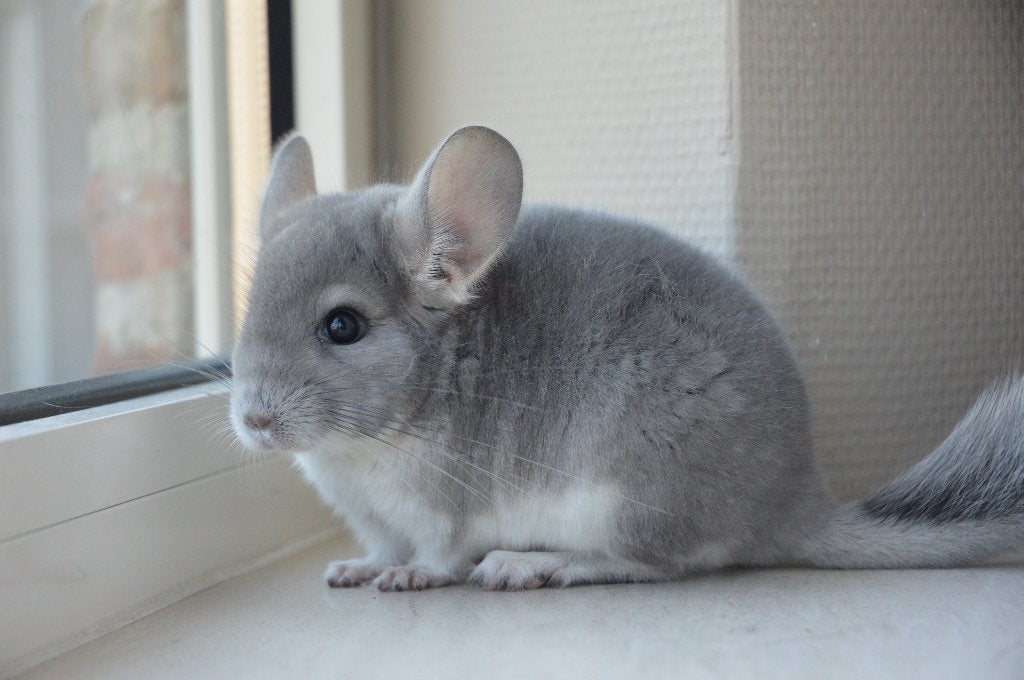 chinchilla violet + standaard bokjes, Dieren en Toebehoren, Knaagdieren, Chinchilla, April, Mannelijk, Tam