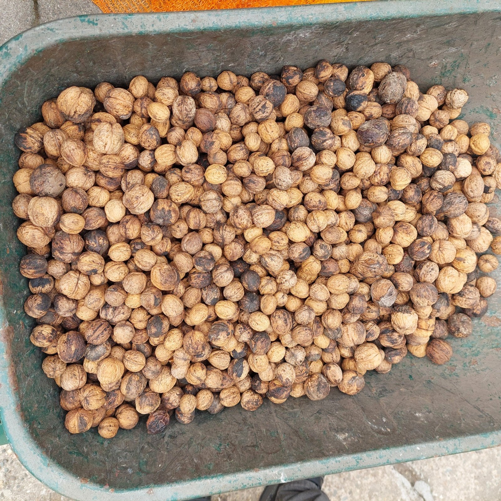 Walnoten-okkernoten, Divers, Produits alimentaires, Enlèvement