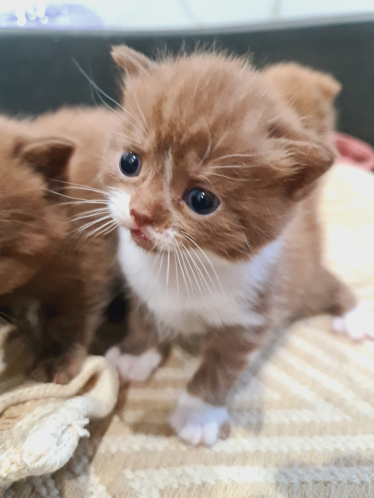 Charmant chocolate-wit bicolor 2 katertjes, Dieren en Toebehoren, Kater, Met stamboom, 0 tot 2 jaar
