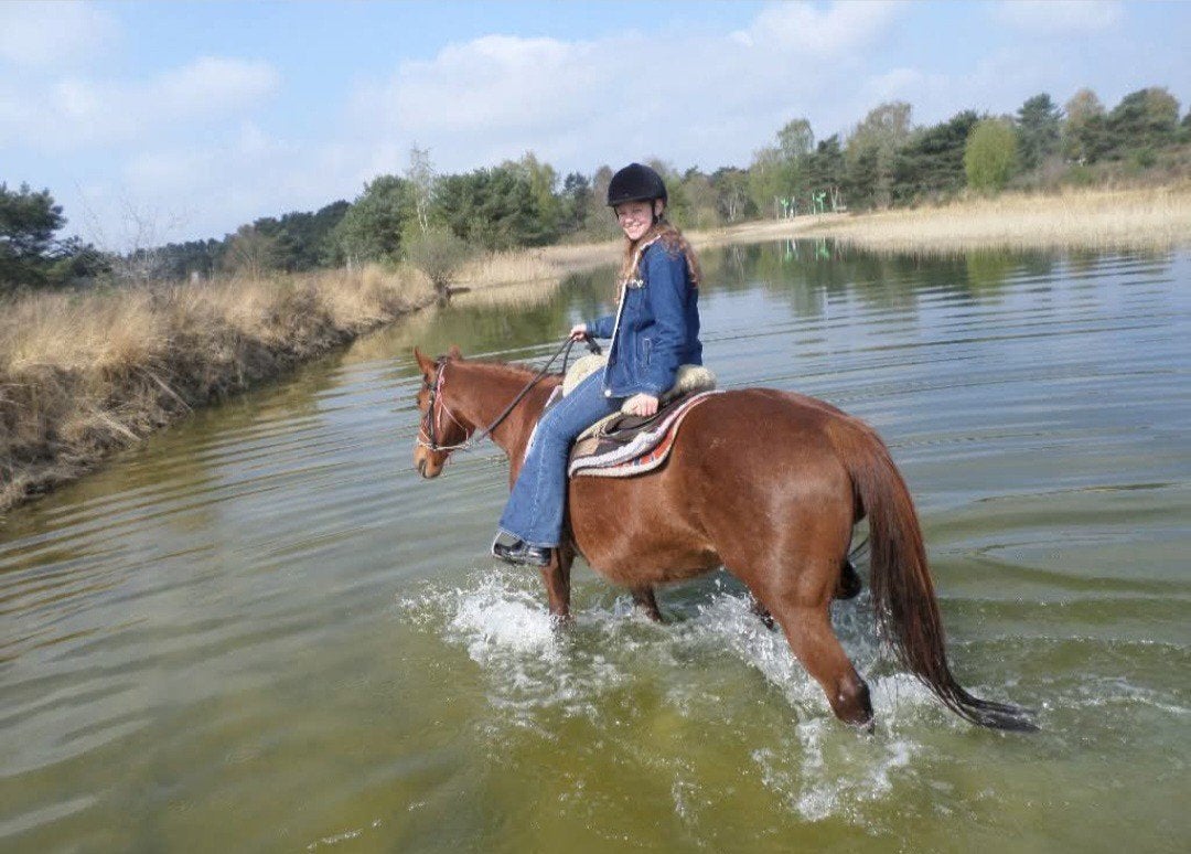 halve stal gezocht dichtbij Wilrijk, Dieren en Toebehoren