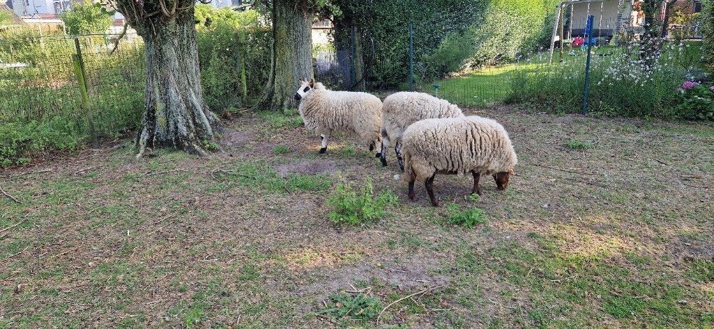 wol Gratis af te halen, Enlèvement, Neuf, Tricot ou Crochet, Autres types