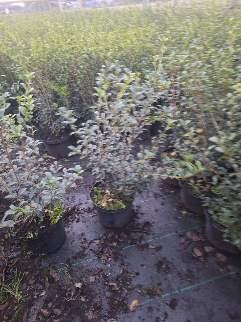 ‼️osmanthus Burkwoodii aan stuntprijzen vanaf augustus‼️, Enlèvement, Taxus