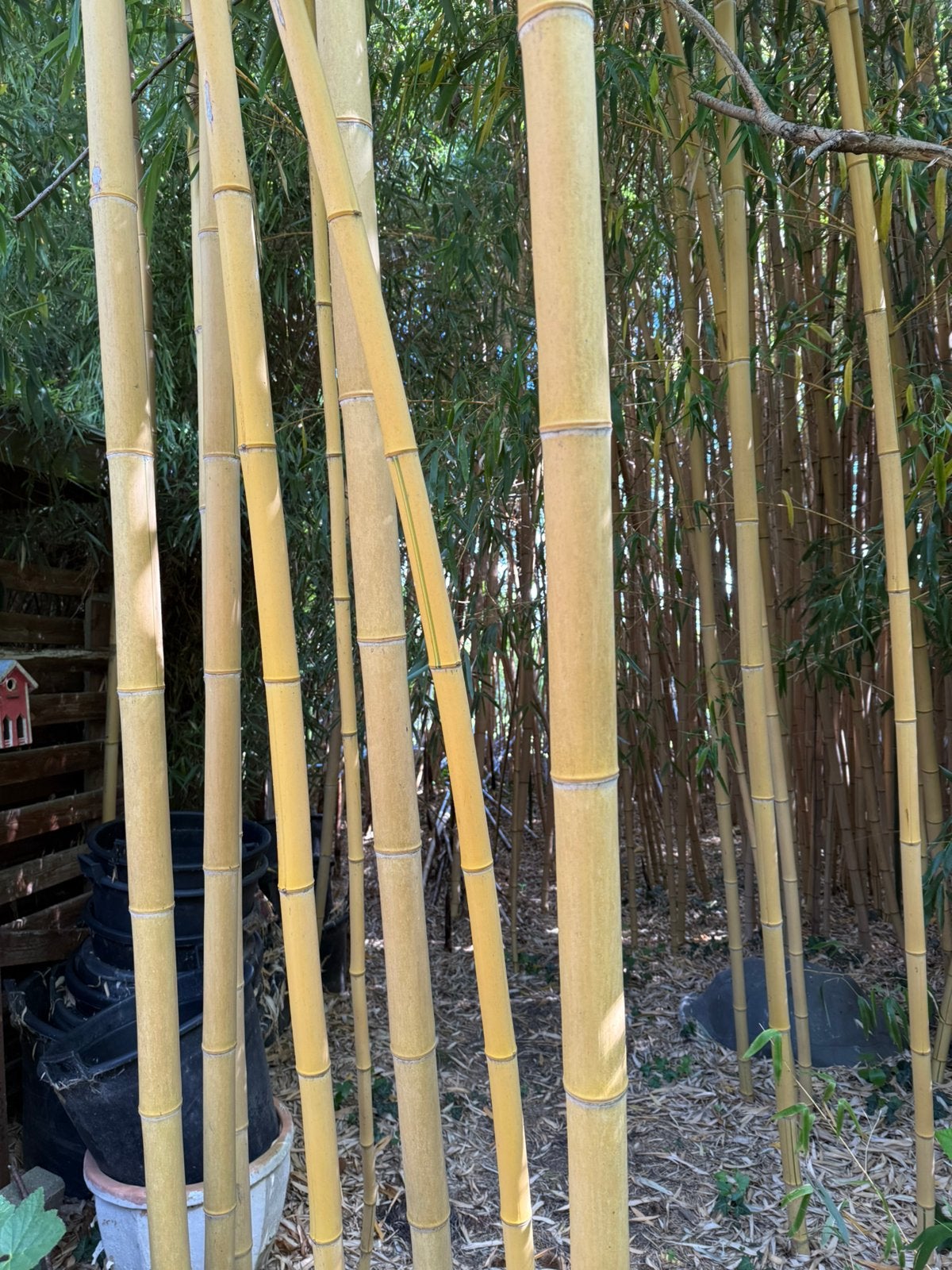 Bamboe stokken 3 tot meer dan 6 cm dik,, Ophalen, Zo goed als nieuw, 250 cm of meer, Hardhout
