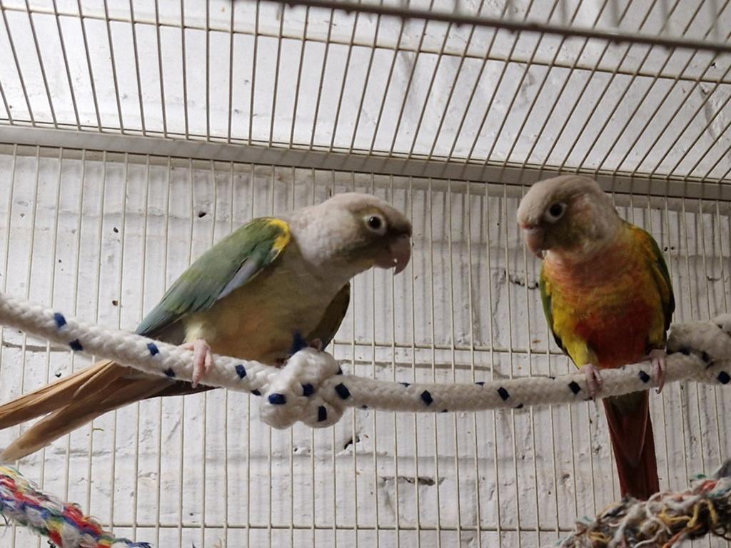 Couple conure, Animaux & Accessoires