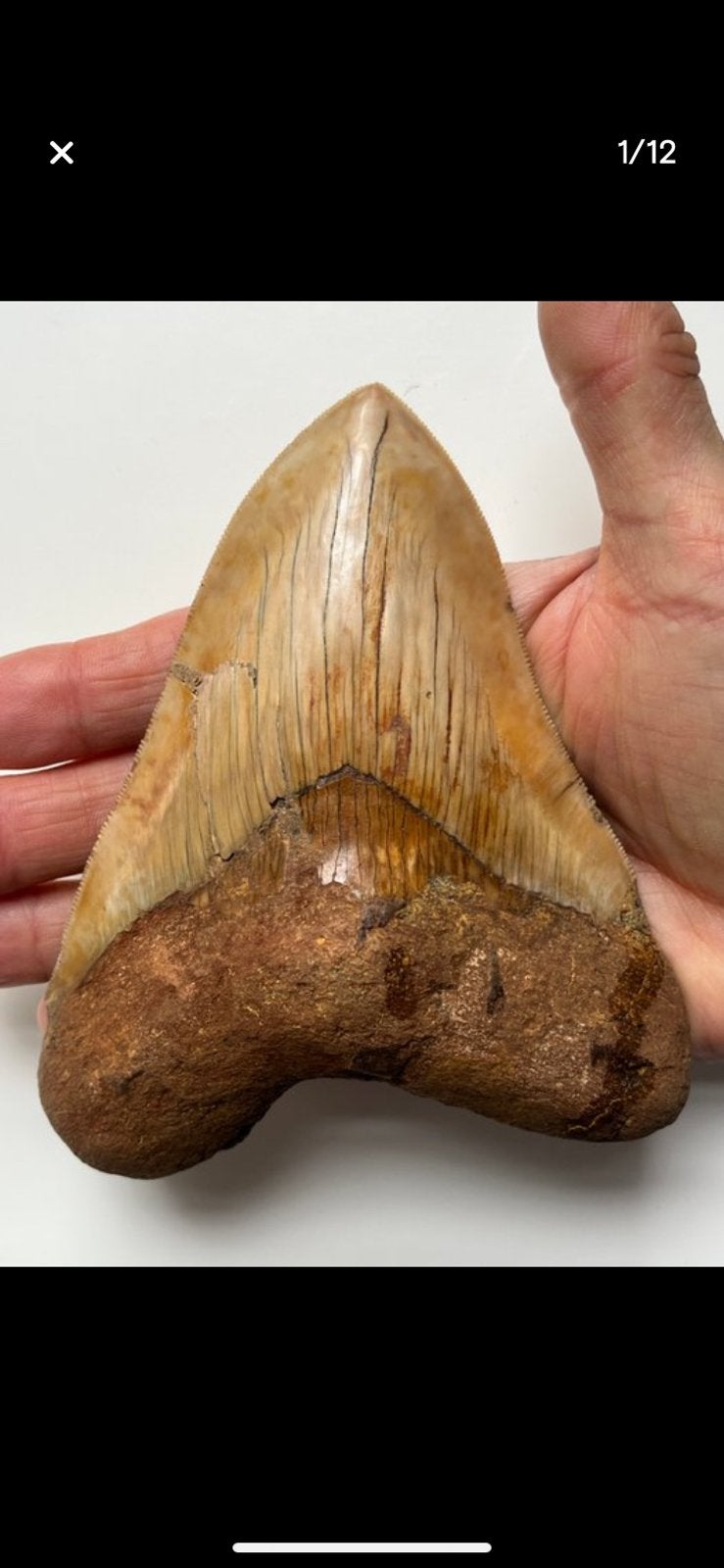 2 Grote Fossiele Megalodon Tanden, Verzamelen, Ophalen of Verzenden, Fossiel