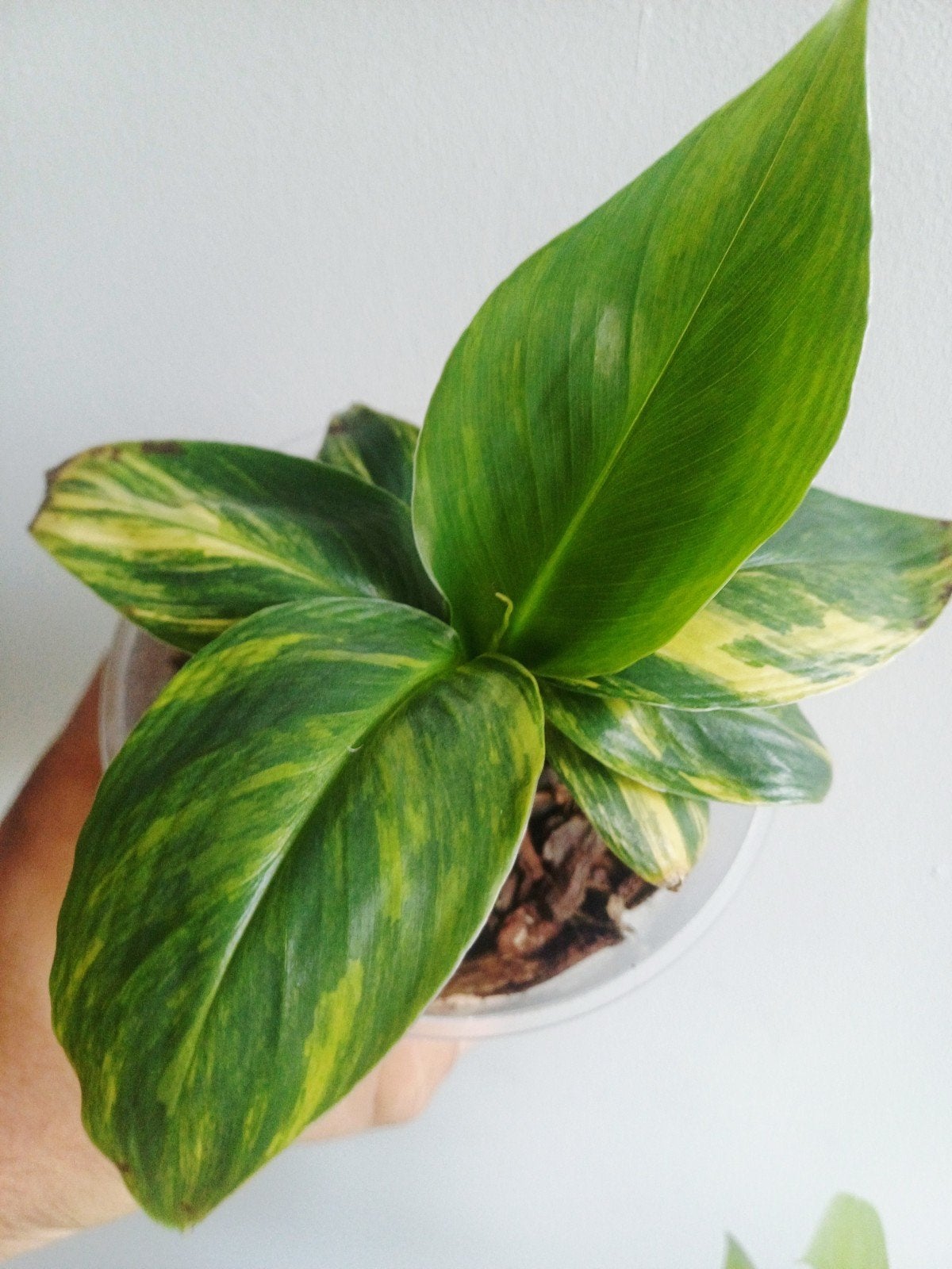 Musa aurea variagata, Autres espèces, En pot, Enlèvement ou Envoi, Moins de 100 cm