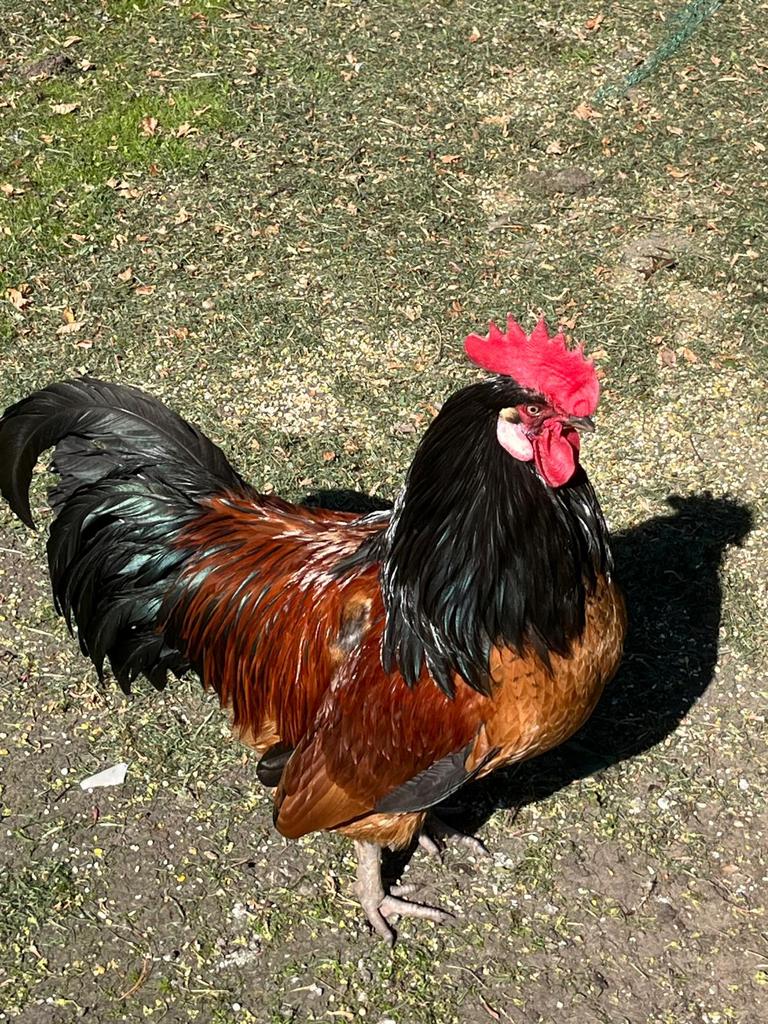 Vorwerk haan, Mâle, Poule ou poulet