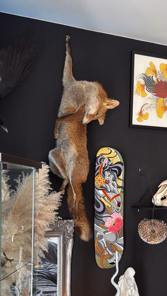Taxidermie vos, Verzamelen, Dierenverzamelingen, Ophalen, Nieuw, Wild dier, Opgezet dier