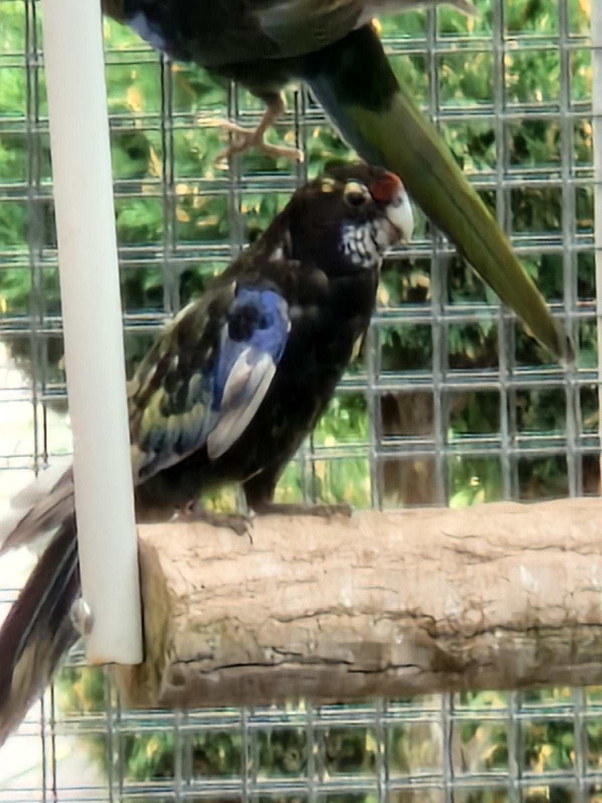 rosella's, Meerdere dieren, Parkiet, Geringd