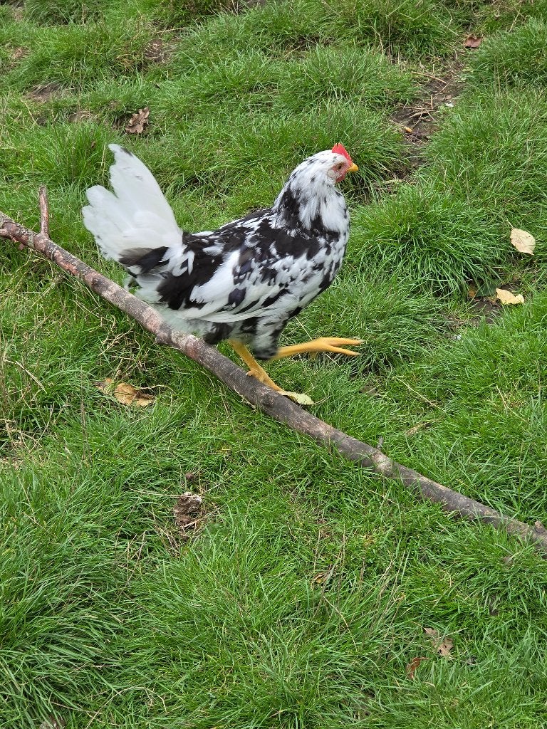 jonge hanen, Dieren en Toebehoren