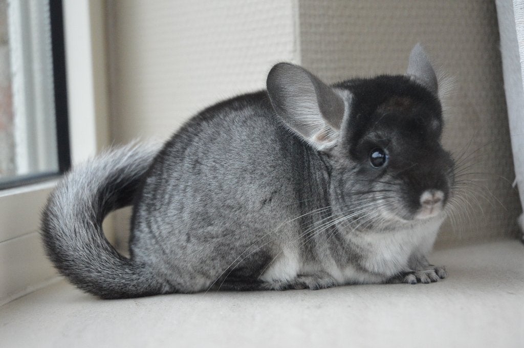 chinchilla 2 jonge vrouwtjes (zusjes), Chinchilla, Juin, Domestique, Femelle