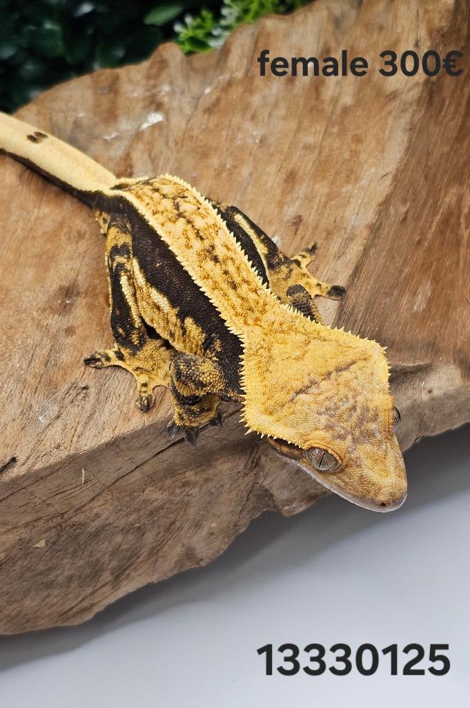Wimpergekko's 2025, Dieren en Toebehoren, Hagedis, Tam, 0 tot 2 jaar
