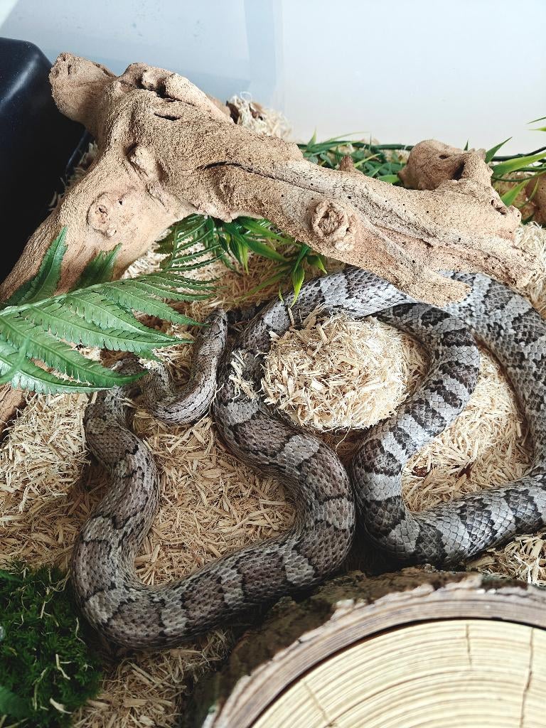 Korenslang - dilute anery 100% het lava 66% ph cinder/stripe, Serpent, Domestique, 3 à 6 ans