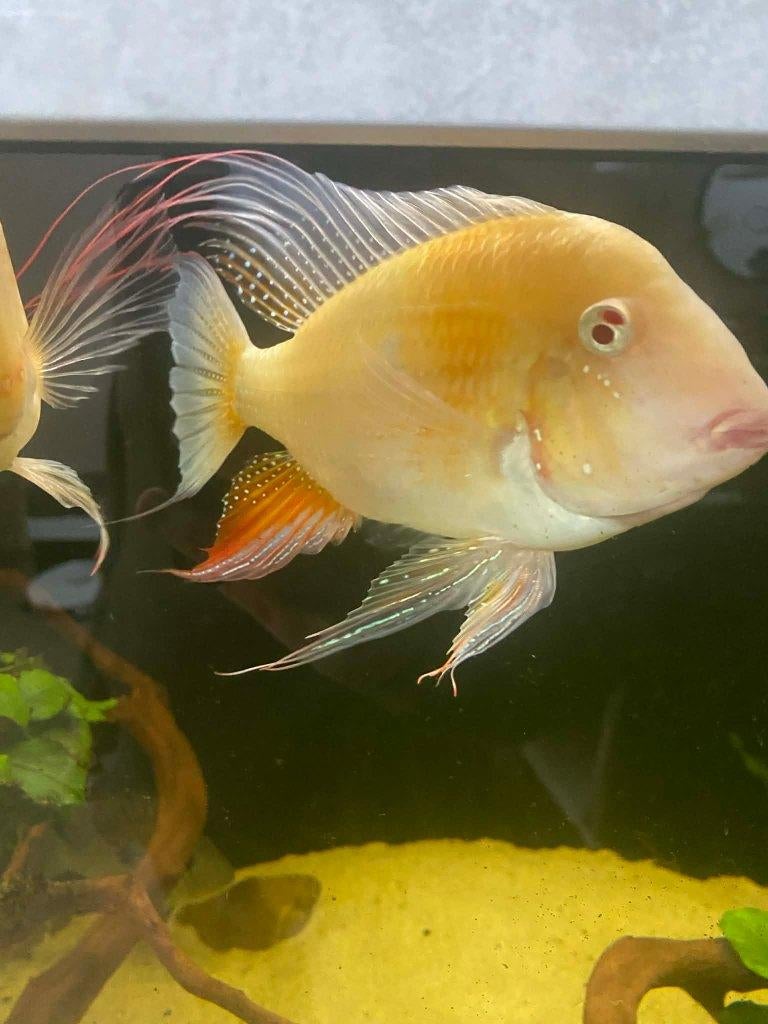 3x Albino Threadfin Acara (Acarichthys heckelii), Poisson, Poisson d'eau douce
