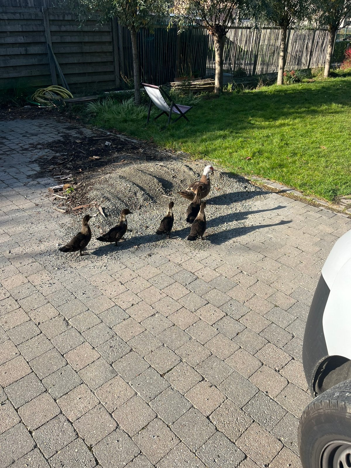 Moeder barberie met 5 jongen reeds zelfstandig, Animaux & Accessoires