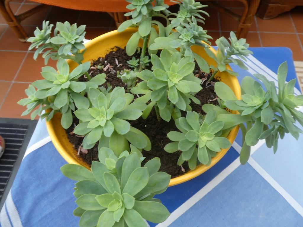 gratis plantjes te krijgen, Tuin en Terras, Ophalen