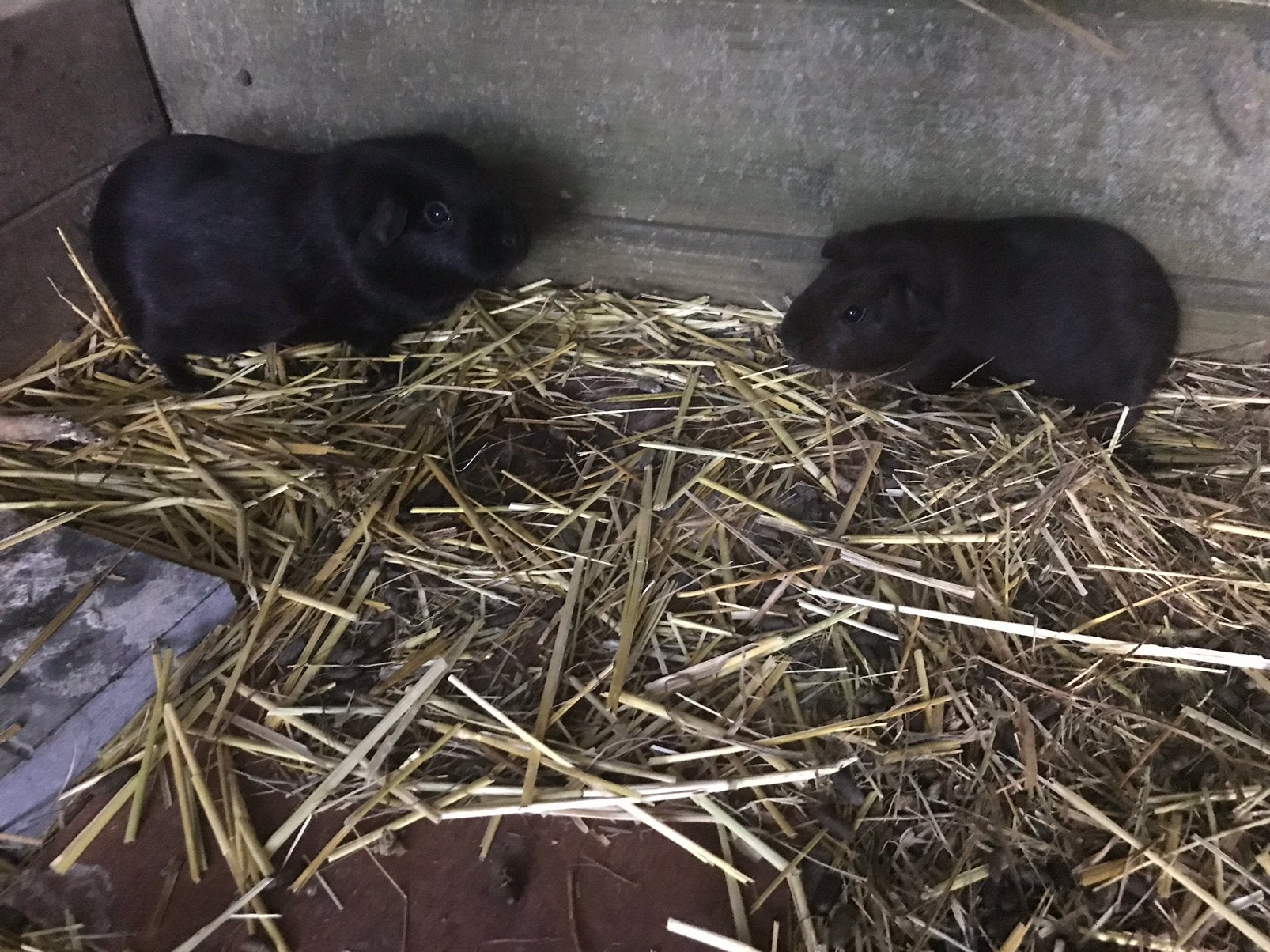 Goud agouti cavia’s gladhaar, Dieren en Toebehoren, Mei, Meerdere dieren, Cavia
