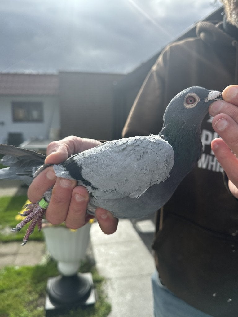 Bewezen kweekduiven, Mâle, Pigeon voyageur