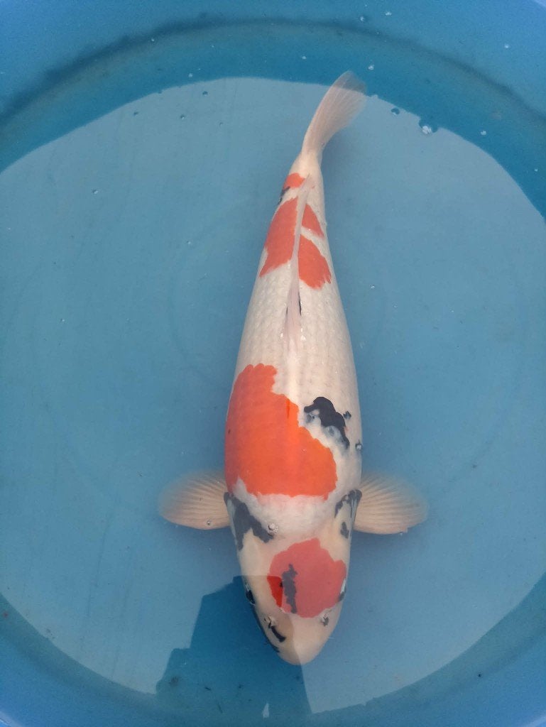 Japanse koi, Dieren en Toebehoren, Vissen | Vijvervissen, Karper of Koi