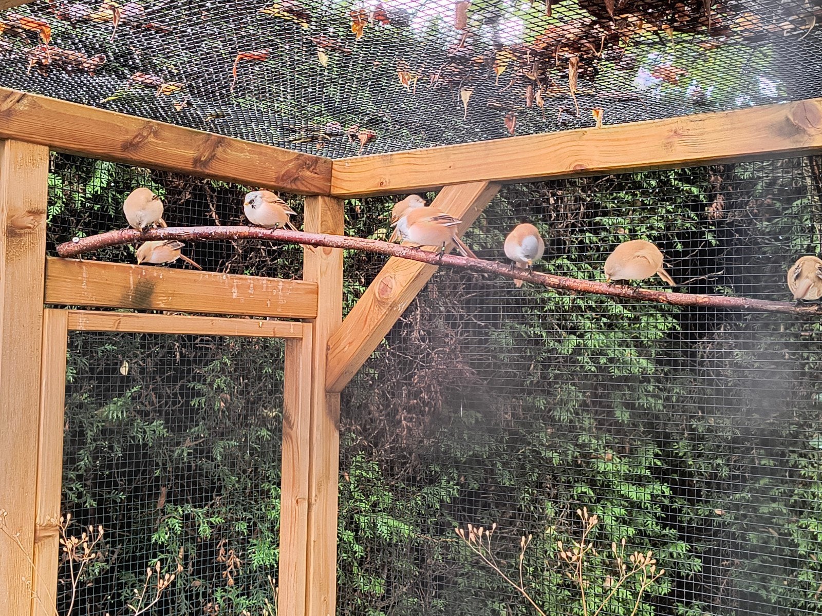 4-3 baardmannetjes, Dieren en Toebehoren