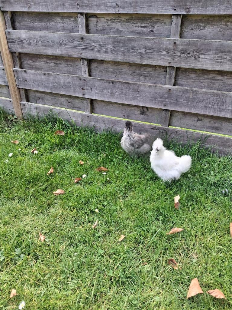 Witte zijdehoen haan, Mannelijk, Kip