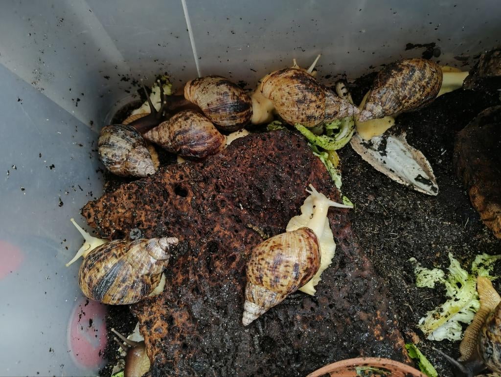 gratis Agaatslakjes, Dieren en Toebehoren