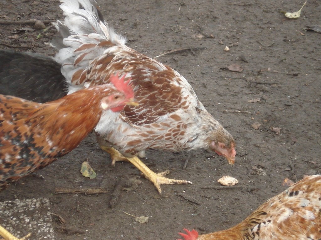 wyandotte haan (geelwit gezoomd), Dieren en Toebehoren, Mannelijk, Kip