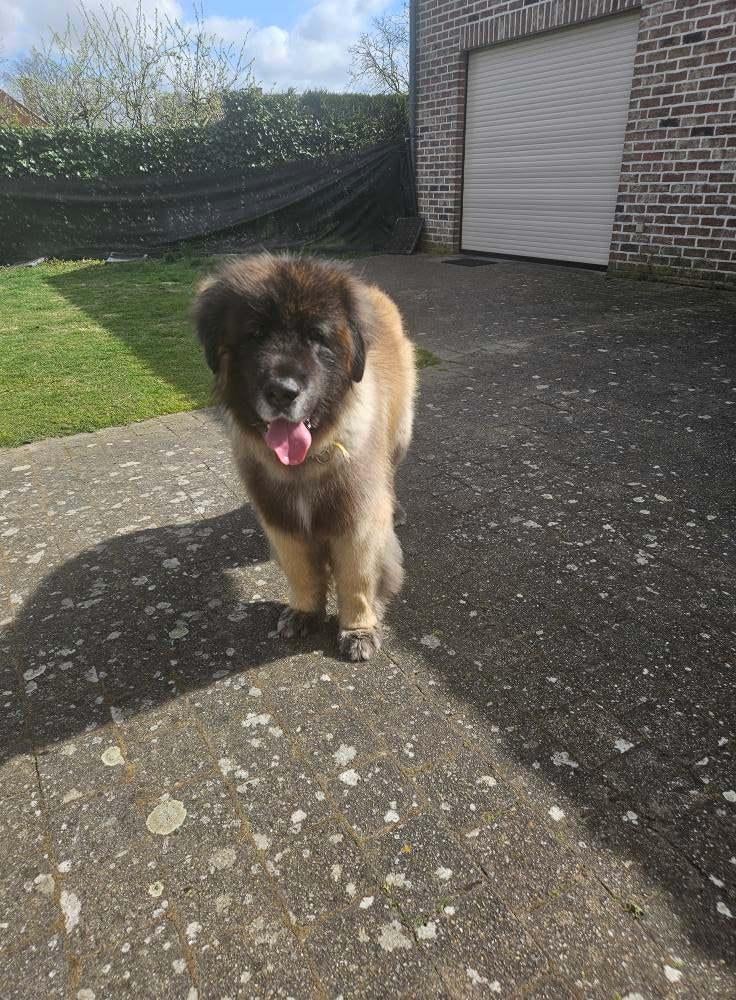 Trimsalon Tails of Joy – Molenbeersel (Kinrooi), Diensten en Vakmensen, Dieren | Honden | Verzorging, Oppas en Les, Trimmen of Verzorging