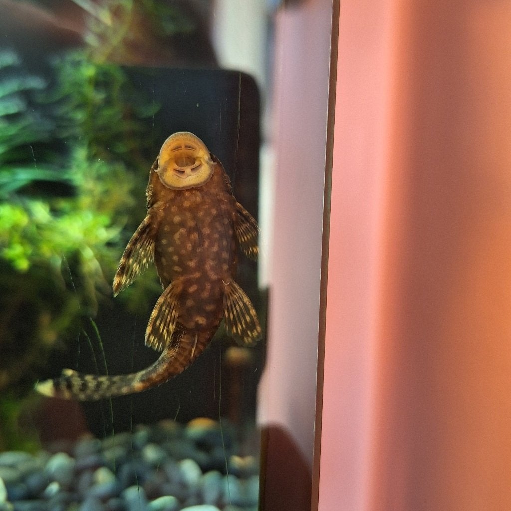 borstelneus, pleco, ancistrus, Vis, Zoetwatervis