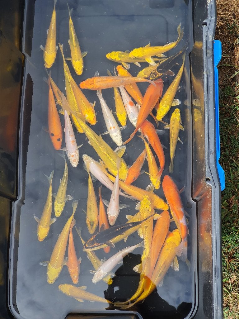 KOI TE KOOP (16–35 CM), Carpe ou Koï