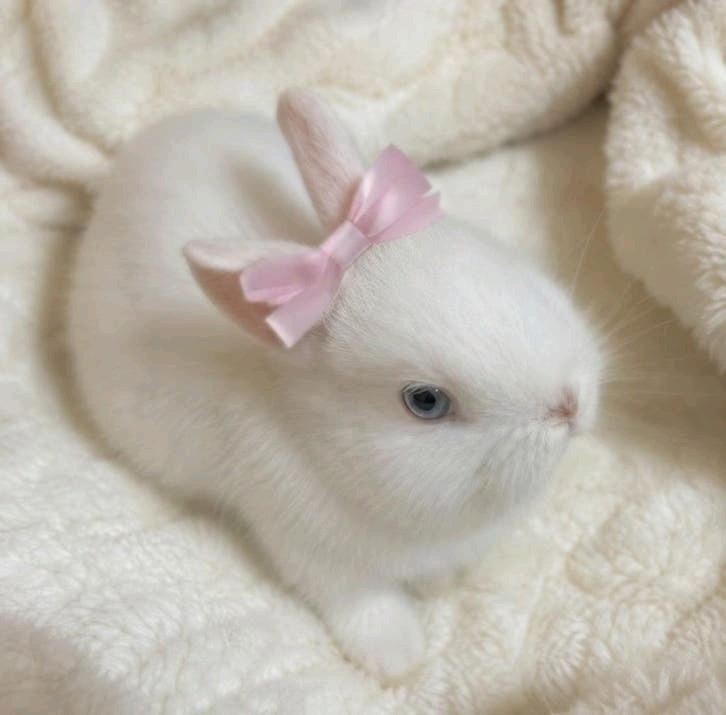 Lapin nain mâle blanc à adopter – lapin polonais, Animaux & Accessoires, Rongeurs, Mâle, Mars, Domestique