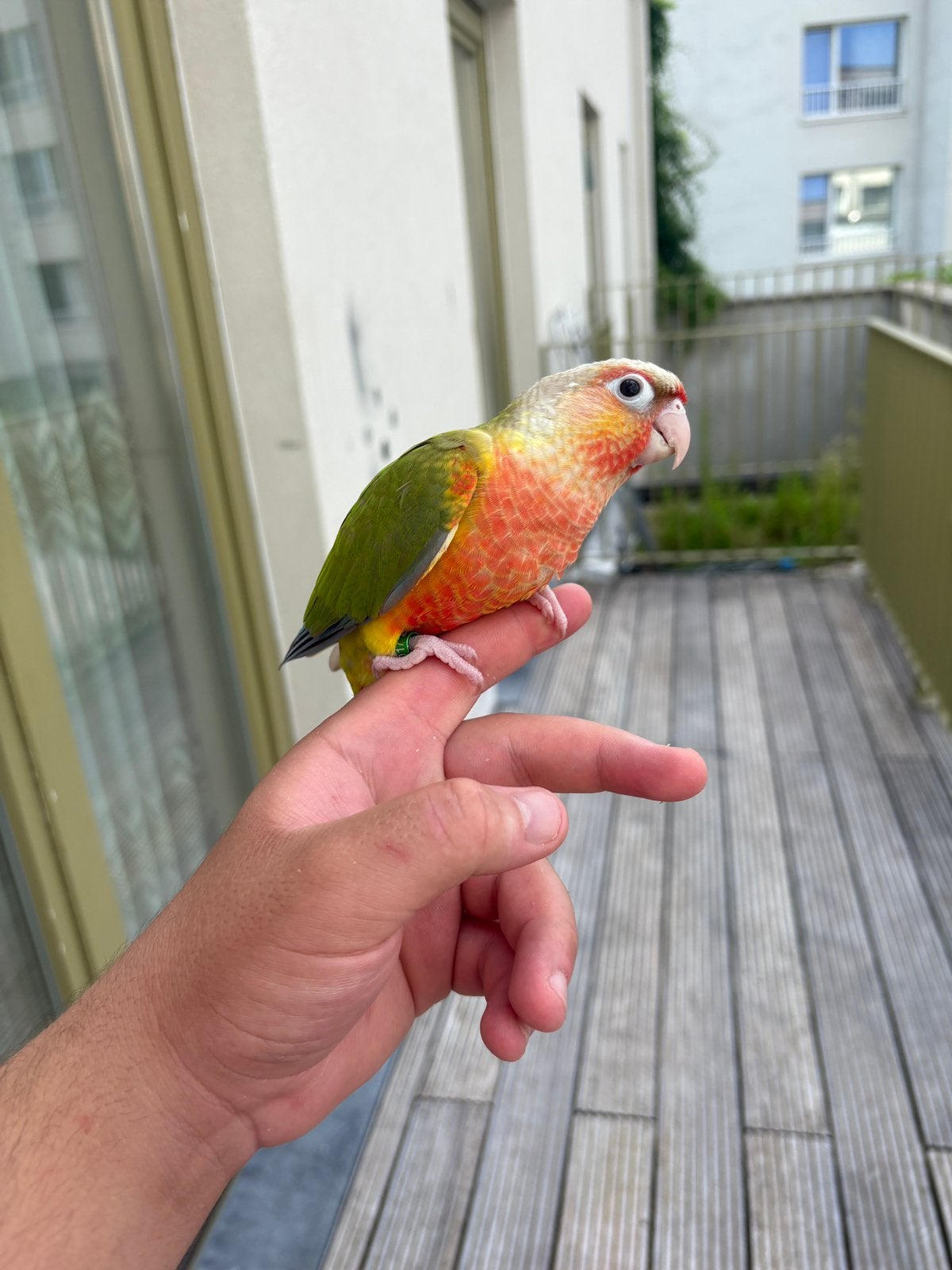 Bebe conure ananas EAM, Sexe inconnu, Perroquet, Parleur