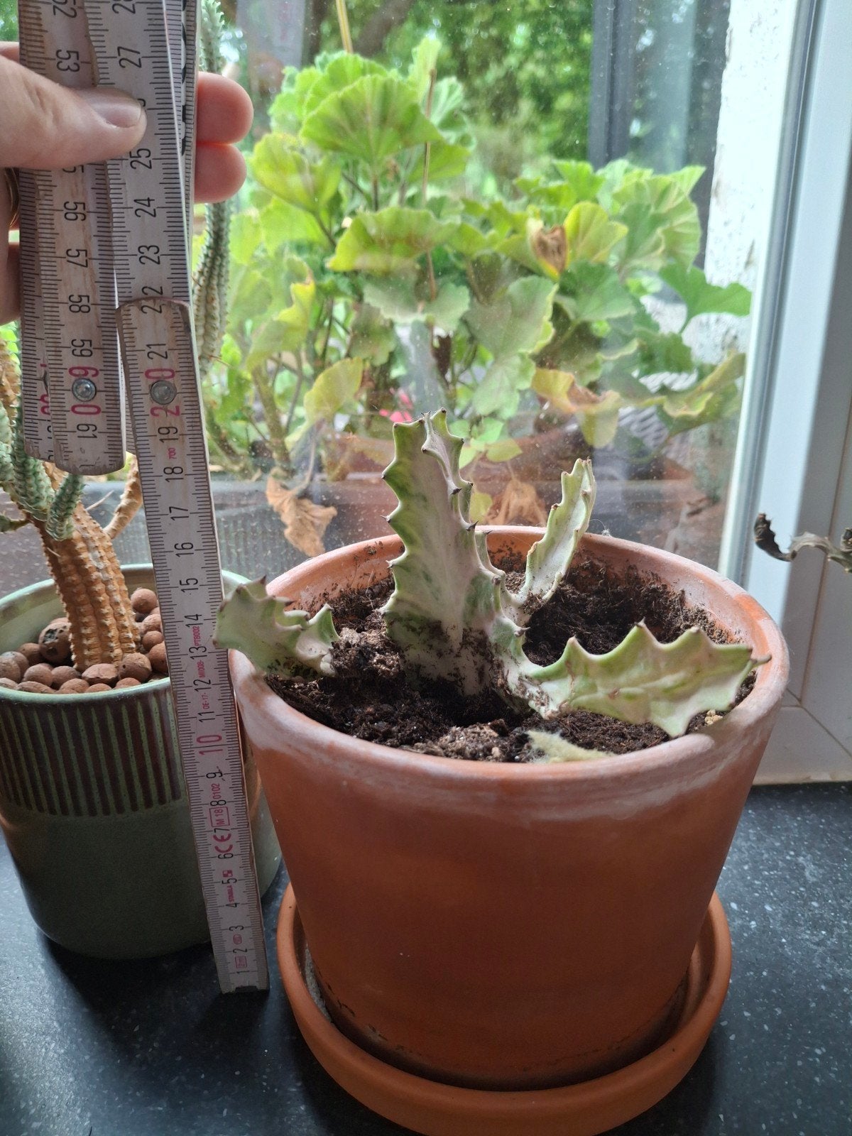 Euphorbia Lactea white ghost, Huis en Inrichting, Kamerplanten, Vetplant, Ophalen of Verzenden, In pot, Minder dan 100 cm