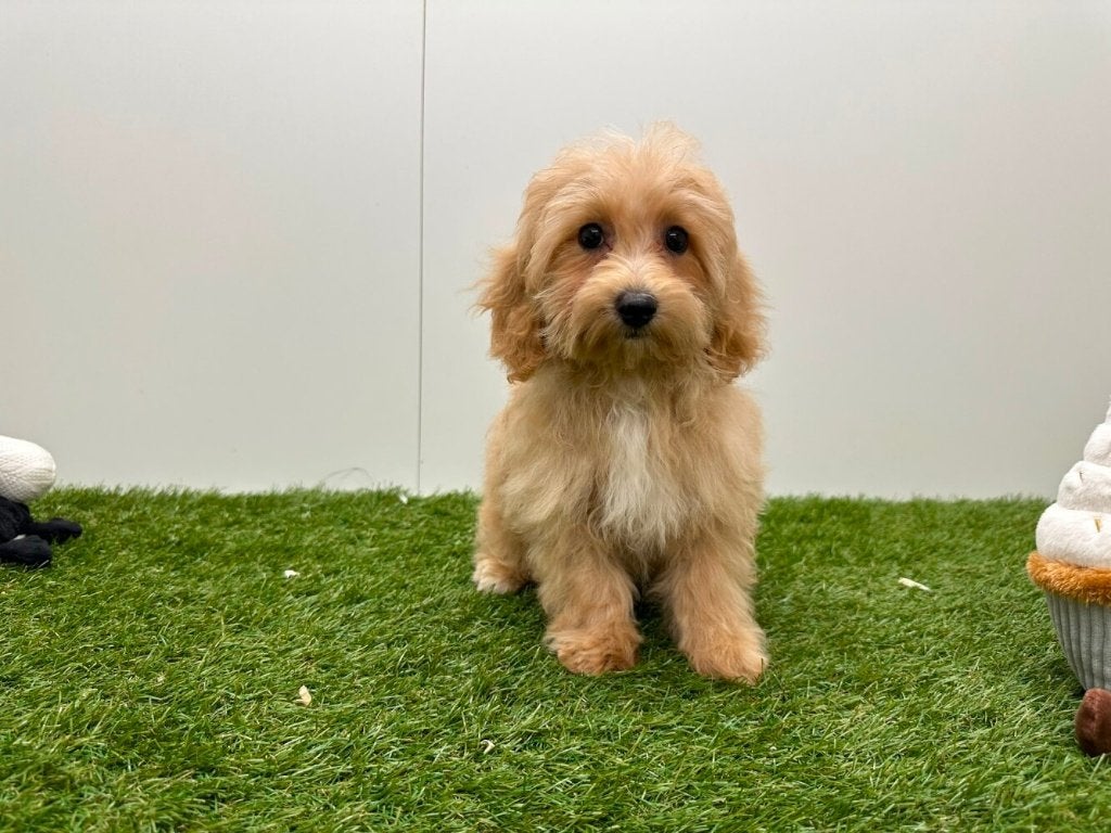 Maltipoo pups
