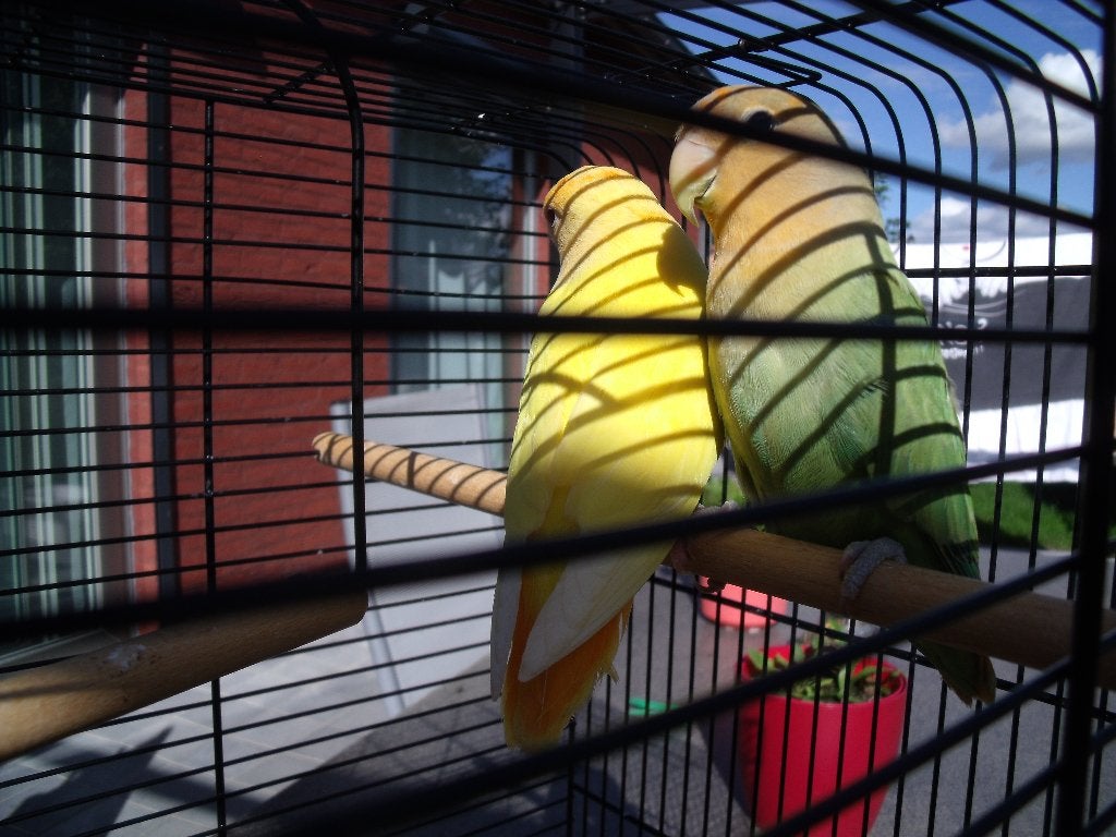 agapornissen, Dieren en Toebehoren
