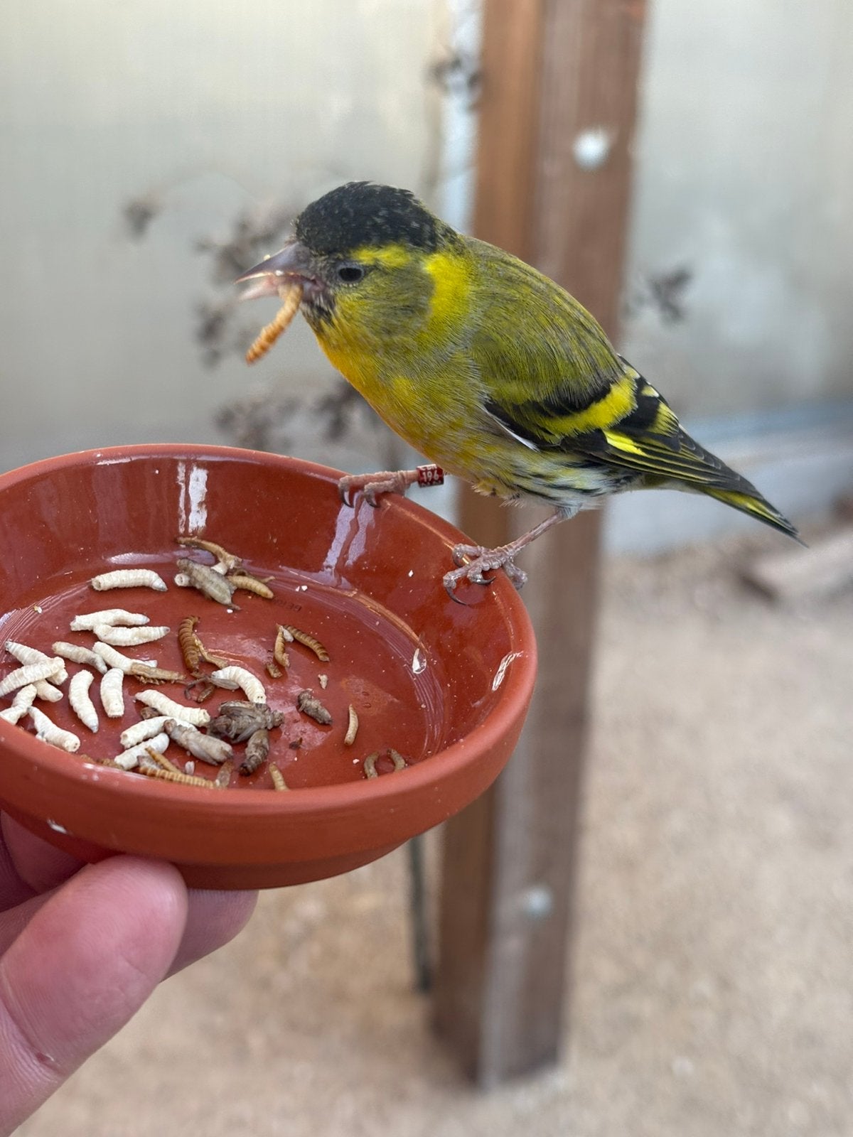 Sijzen, Dieren en Toebehoren