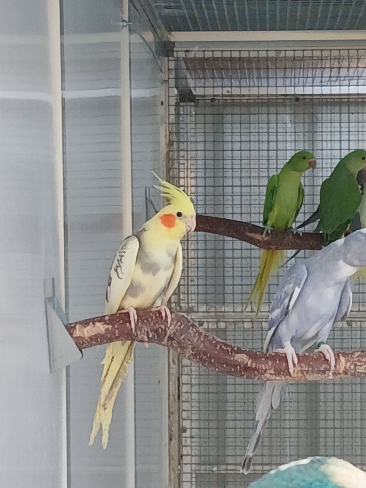valkparkiet bont opaline/lutino man 2026, Dieren en Toebehoren, Vogels | Parkieten en Papegaaien, Mannelijk, Parkiet, Geringd
