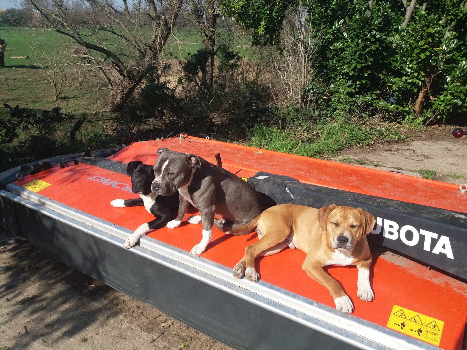 1 JAAR GRATIS WONEN IN TONGERLO / CHILLEN MET HONDEN, Dieren en Toebehoren, Overige Dieren, Meerdere dieren, Juni