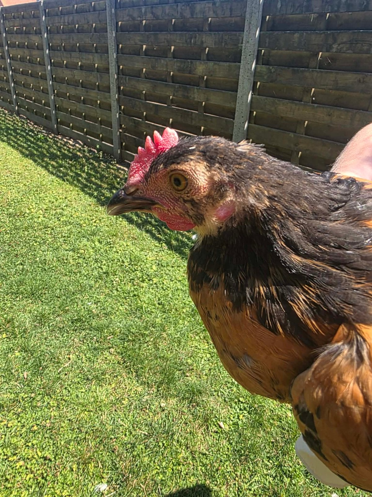 Gratis Jonge vorwerk haan, Dieren en Toebehoren, Pluimvee, Mannelijk, Kip