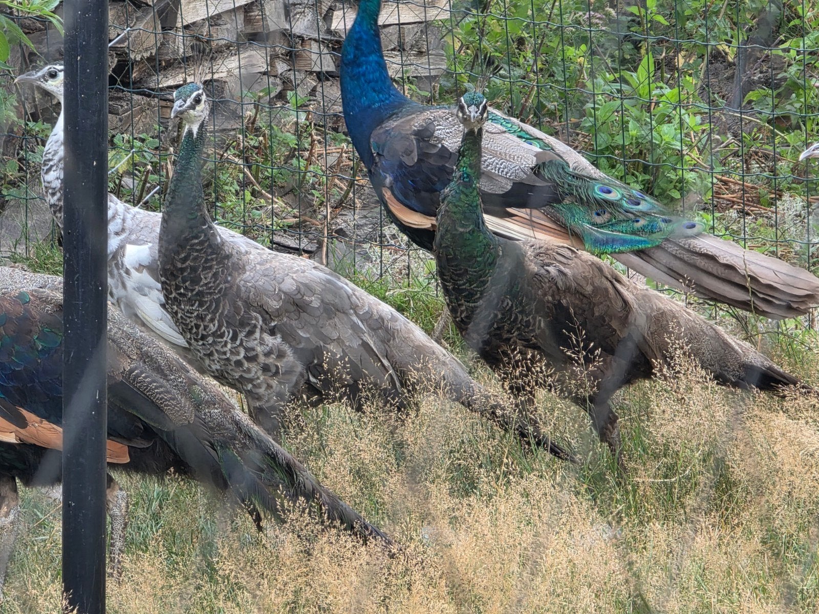 Paons : poules spalding à vendre, Animaux & Accessoires