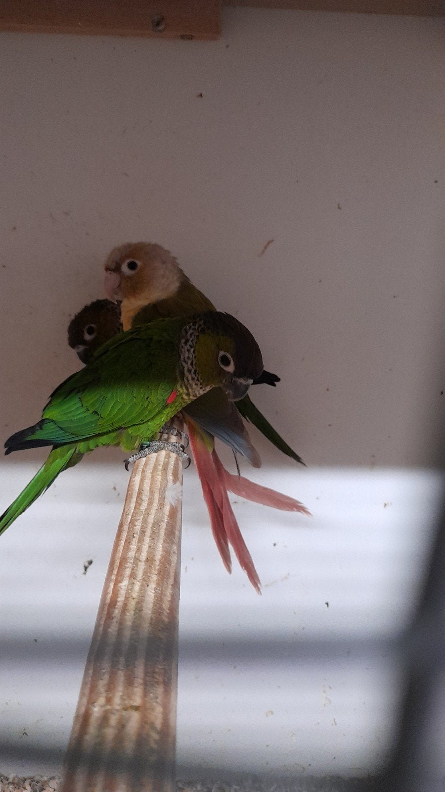 pyrrhur rupicola, Dieren en Toebehoren
