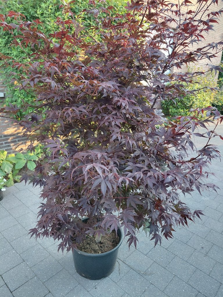 Acer Bloodgood, Tuin en Terras, Planten | Bomen, Ophalen, Halfschaduw