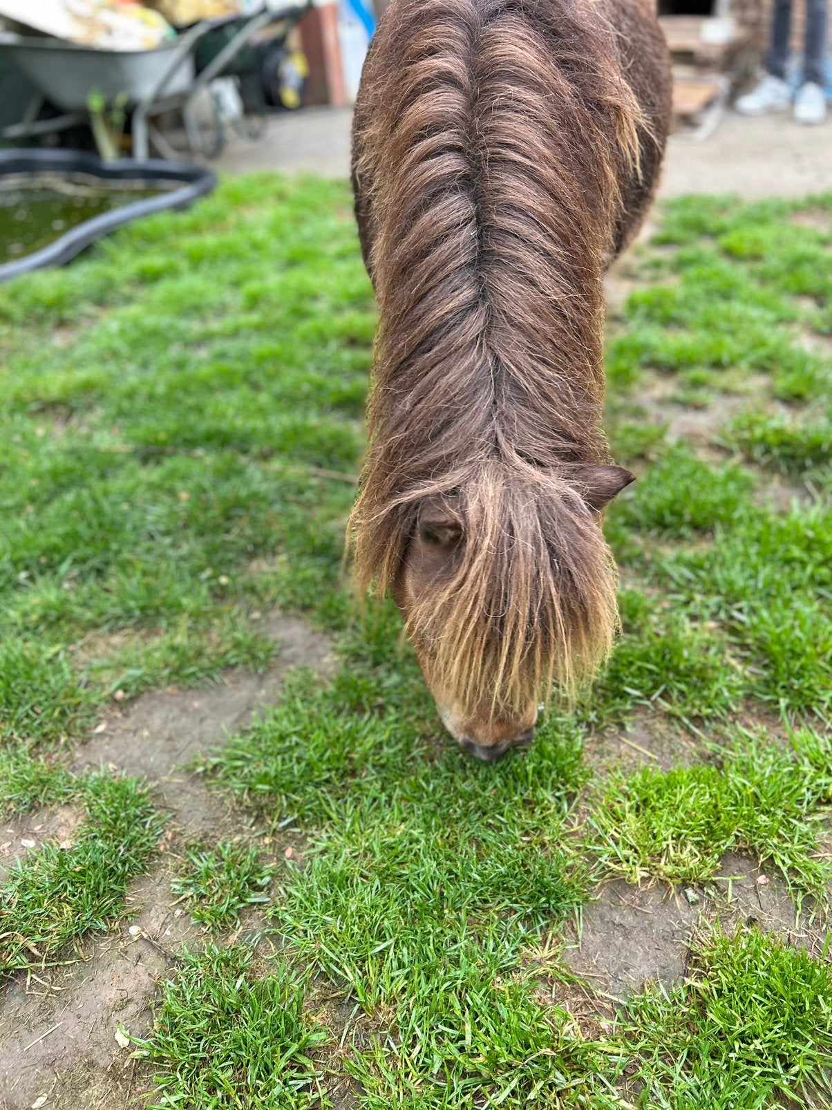 Mini shetland