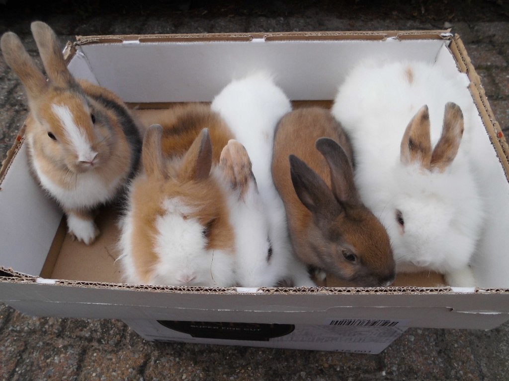 dwergkonijntje, Plusieurs animaux, Nain, 0 à 2 ans