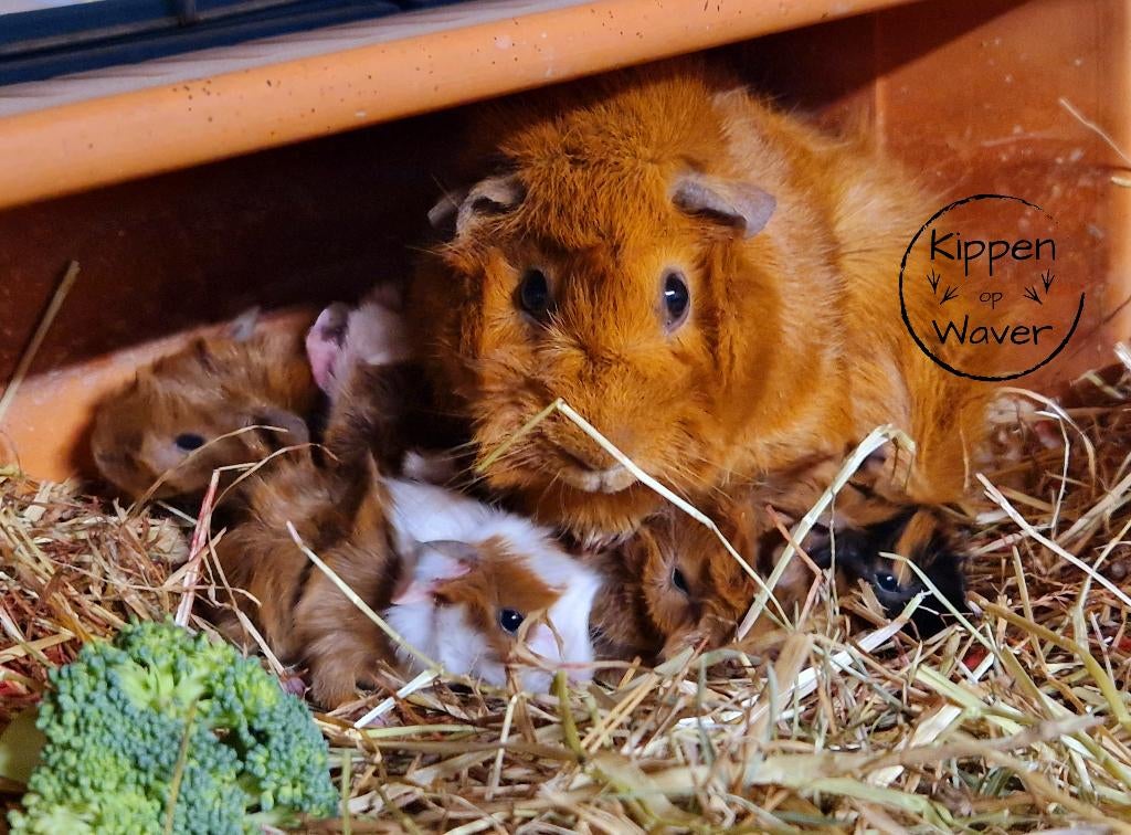 Raszuivere borstelharige cavia’s – met zorg gefokt, Animaux & Accessoires, Janvier, Plusieurs animaux, Cobaye