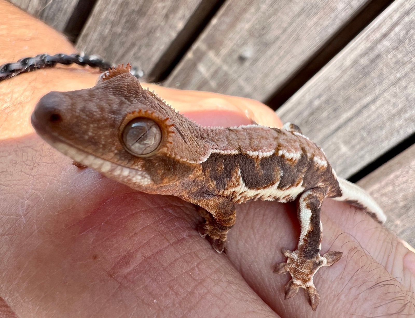 Wimpergekko 2026