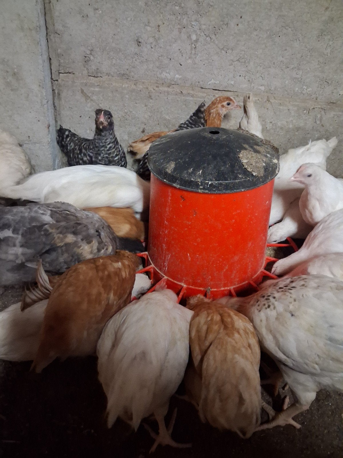 Jonge legkippen van 9 weken oud beschikbaar, Animaux & Accessoires, Femelle, Poule ou poulet