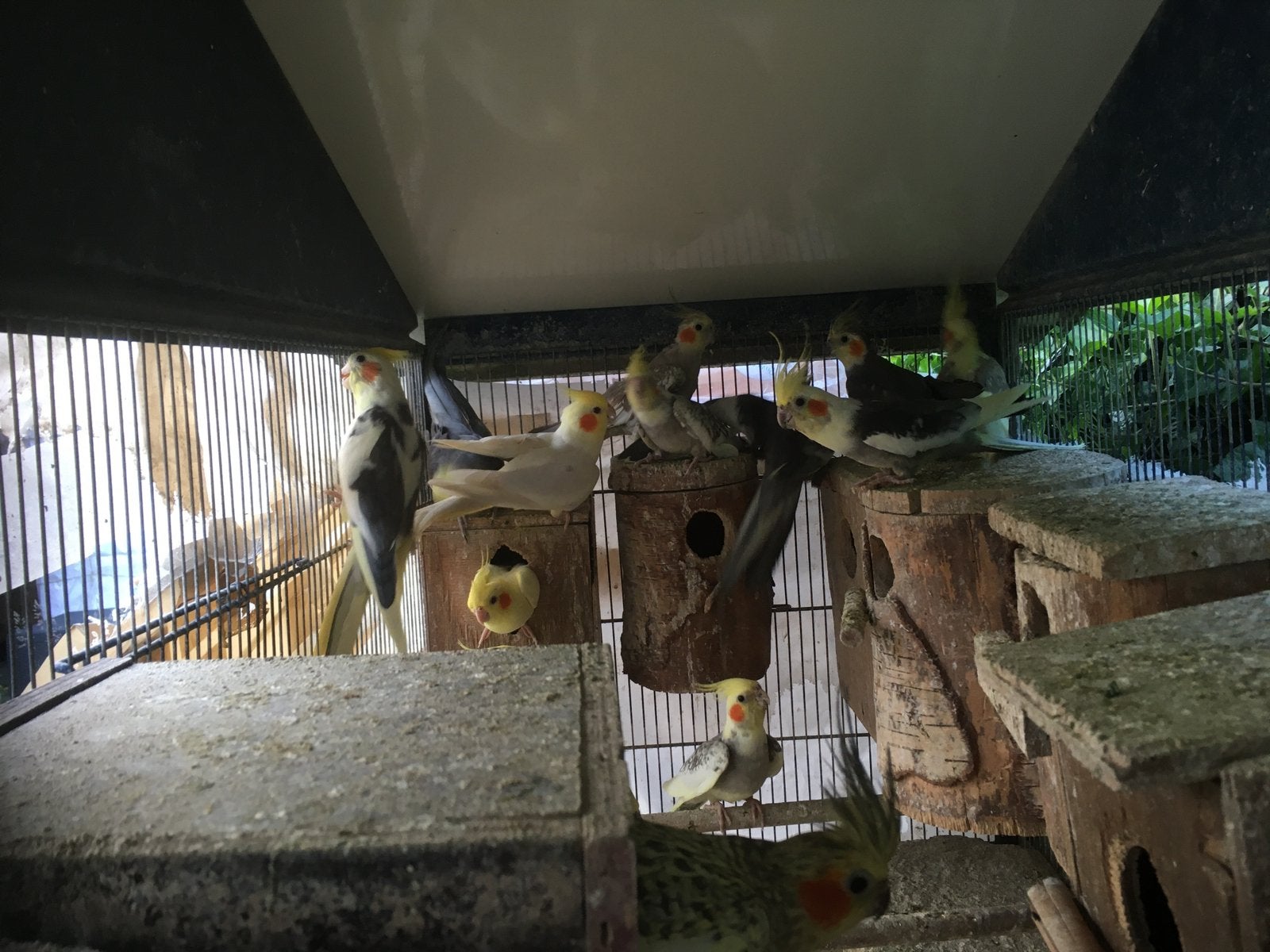HALF TAMME WILDKLEUR VALKPARKIETEN VANAF 60 EURO/VOGEL, Dieren en Toebehoren, Meerdere dieren, Parkiet, Tam