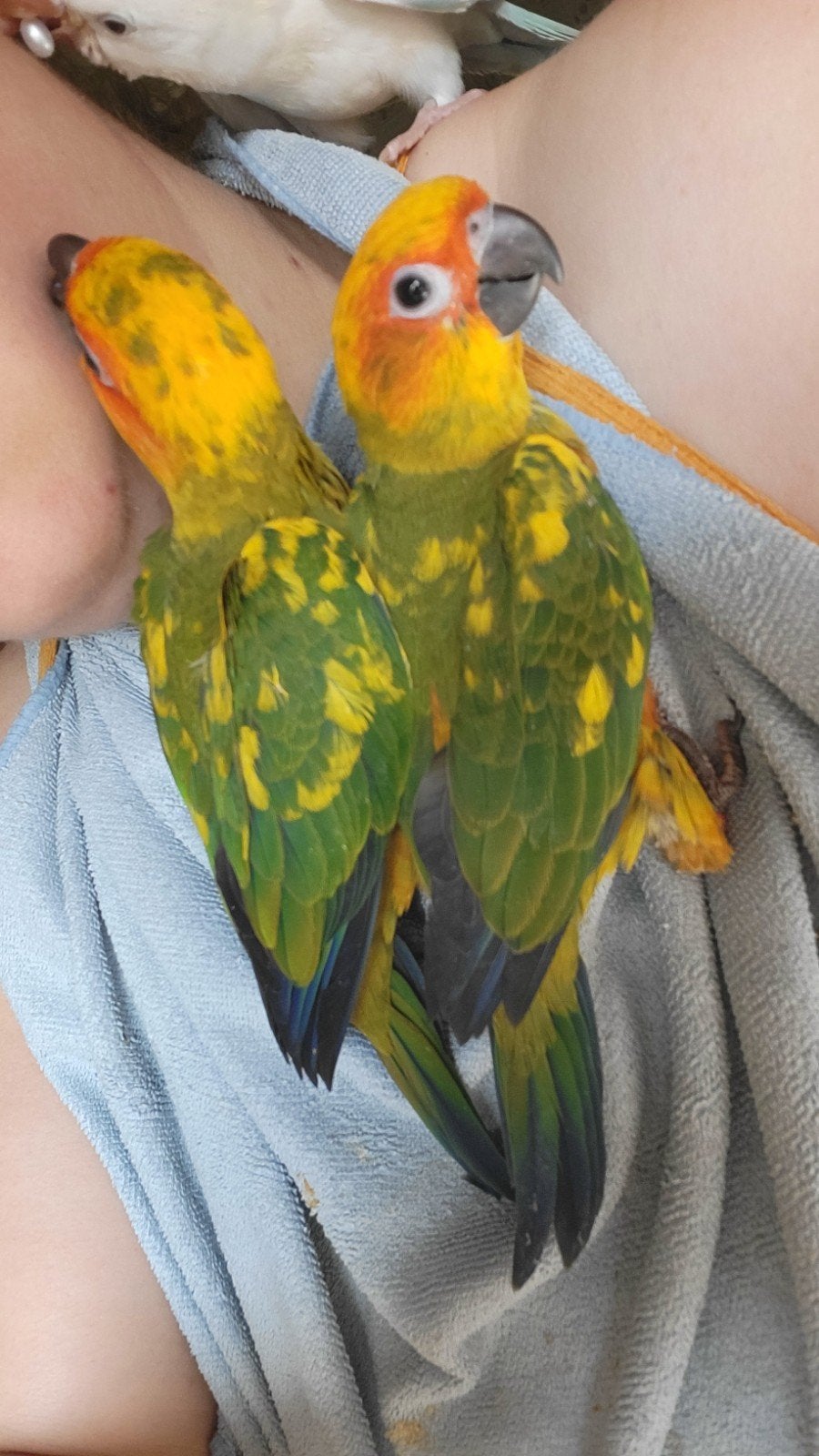 Conure soleil apprivoisé, Bagué