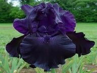 Iris TB, Tuin en Terras, Ophalen of Verzenden, Lente, Vaste plant, Volle zon